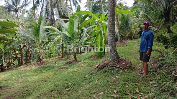 image EKSKLUSIF: LAHAN TEPI SUNGAI (RIVER SIDE) DI PENEBEL – KANVAS SEMPURNA UNTUK RESORT ATAU RETREAT IMPIAN ANDA (4)