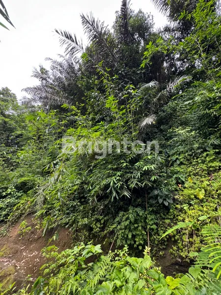 image EKSKLUSIF: LAHAN TEPI SUNGAI (RIVER SIDE) DI PENEBEL – KANVAS SEMPURNA UNTUK RESORT ATAU RETREAT IMPIAN ANDA (7)