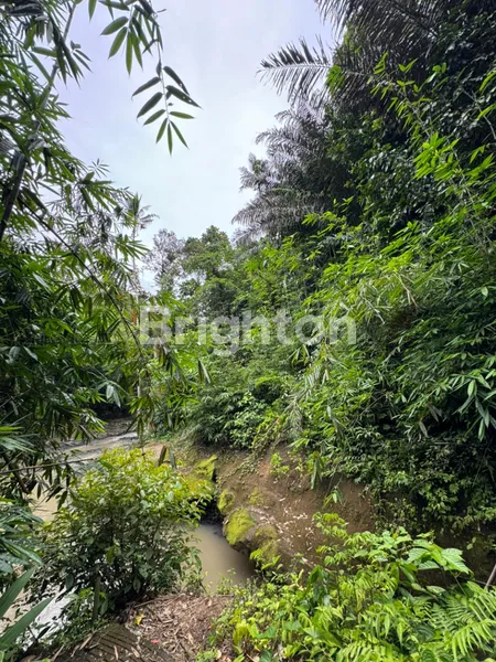 image EKSKLUSIF: LAHAN TEPI SUNGAI (RIVER SIDE) DI PENEBEL – KANVAS SEMPURNA UNTUK RESORT ATAU RETREAT IMPIAN ANDA (8)