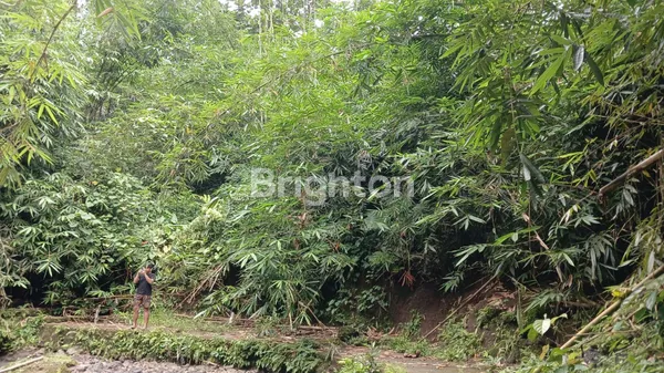 image THE SECRET RIVER GARDEN: LAHAN FLAT TEPI SUNGAI DI PENEBEL – HANYA RP 1 JUTA/ARE! (3)