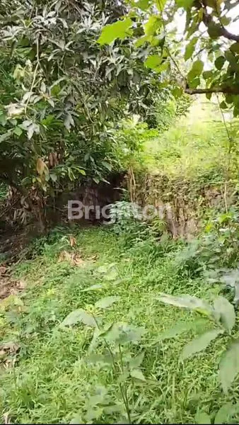 DIJUAL TANAH KEBUN – BULELENG\NDIJUAL TANAH KEBUN PRODUKTIF MANGGA
