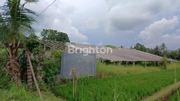 image PELUANG INVESTASI ECO-LIVING: LAHAN STRATEGIS DENGAN INFRASTRUKTUR LENGKAP DI PENEBEL! (1)