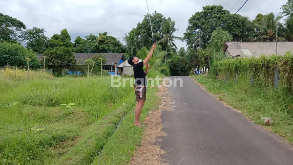 image THE MORNING SANCTUARY: LAHAN LUAS 20 ARE DI RIANGGEDE, PENEBEL – SEMPURNA UNTUK ECO-LIVING & AGROWISATA (3)