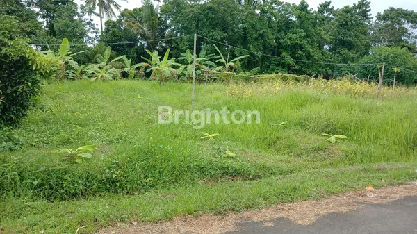 image THE MORNING SANCTUARY: LAHAN LUAS 20 ARE DI RIANGGEDE, PENEBEL – SEMPURNA UNTUK ECO-LIVING & AGROWISATA (1)