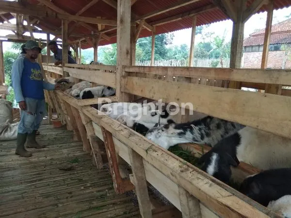 image INVESTASI AGROWISATA : VILLA, KEBUN & PETERNAKAN DALAM SATU KAWASAN TENANG DI CIATER (6)