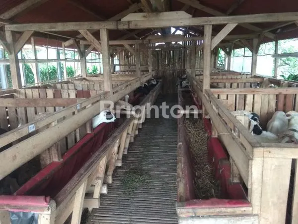 image INVESTASI AGROWISATA : VILLA, KEBUN & PETERNAKAN DALAM SATU KAWASAN TENANG DI CIATER (5)