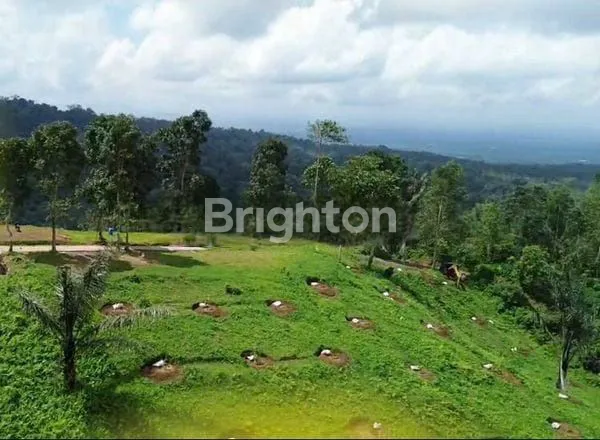 image TANAH KAVLING DURIAN MUSANGKING , TABANAN , BALI (1)