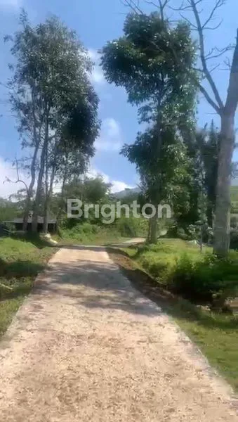 image TANAH KAVLING DURIAN MUSANGKING , TABANAN , BALI (2)