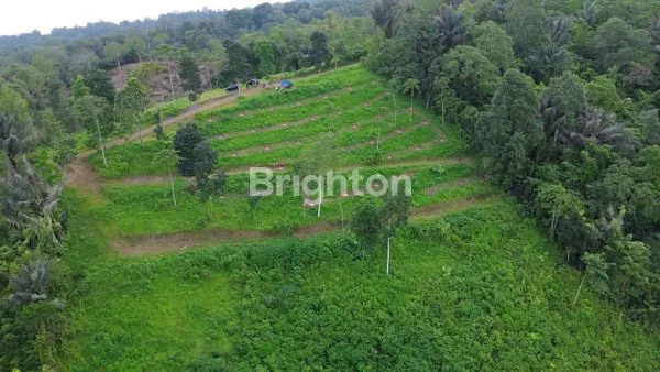 image TANAH KAVLING DURIAN MUSANGKING , TABANAN , BALI (3)