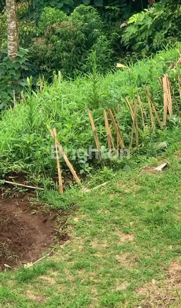 image TANAH KAVLING DURIAN MUSANGKING , TABANAN , BALI (7)