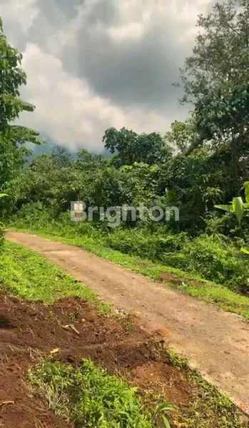 image TANAH KAVLING DURIAN MUSANGKING , TABANAN , BALI (8)