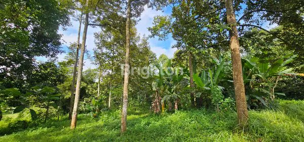 image TANAH SHM 8347M², ASRI DENGAN POHON DURIAN, GUNUNG PATI (6)