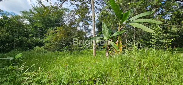 image TANAH SHM 8347M², ASRI DENGAN POHON DURIAN, GUNUNG PATI (4)