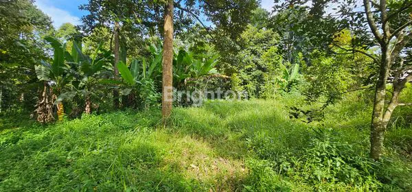 image TANAH SHM 8347M², ASRI DENGAN POHON DURIAN, GUNUNG PATI (7)