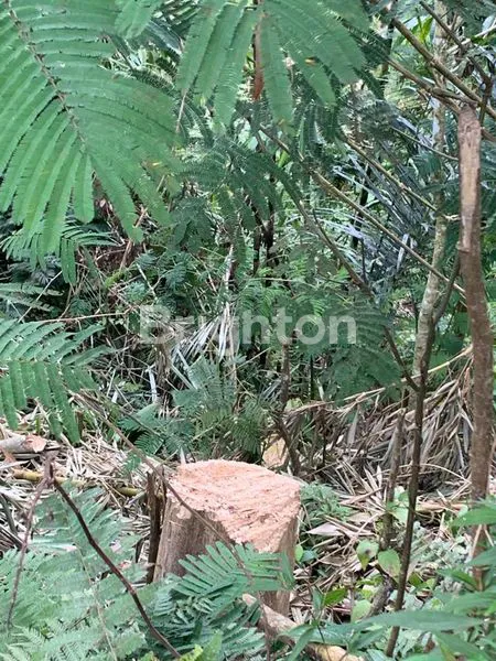 image LAND FOR SALE AT PAYANGAN UBUD (6)