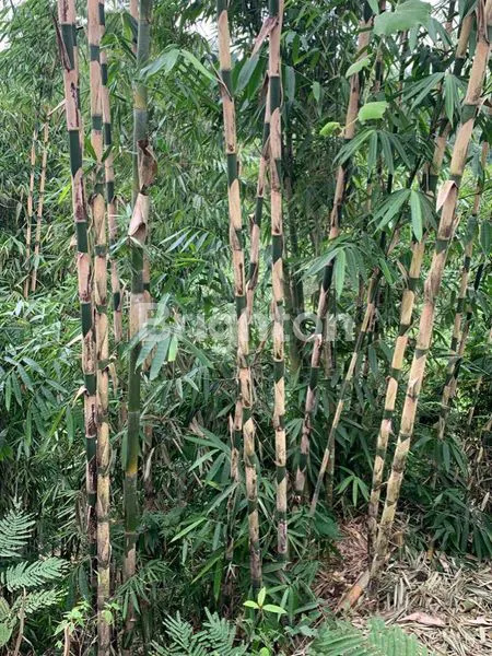 image LAND FOR SALE AT PAYANGAN UBUD (4)
