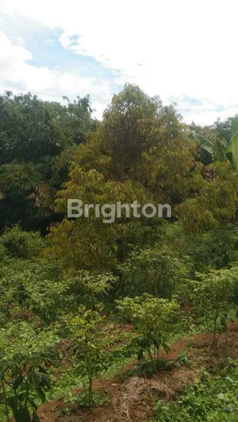 image LAHAN LUAS 1,8 HEKTAR, COCOK INVESTASI (2)