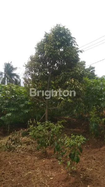 image LAHAN LUAS 1,8 HEKTAR, COCOK INVESTASI (5)