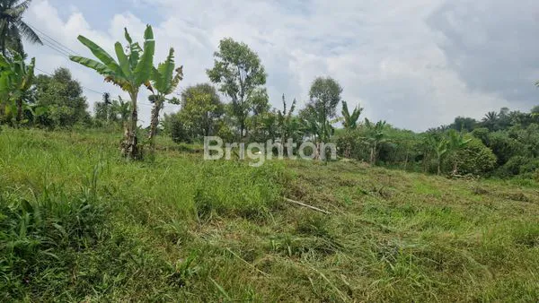 image INVESTASI MASA DEPAN: KEBUN DURIAN & ALPUKAT DI NANGGUNG (2)