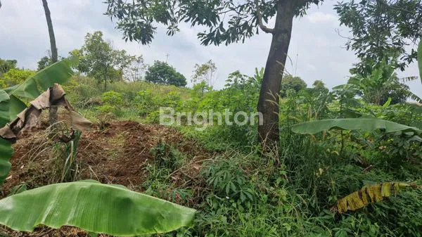 image INVESTASI MASA DEPAN: KEBUN DURIAN & ALPUKAT DI NANGGUNG (3)