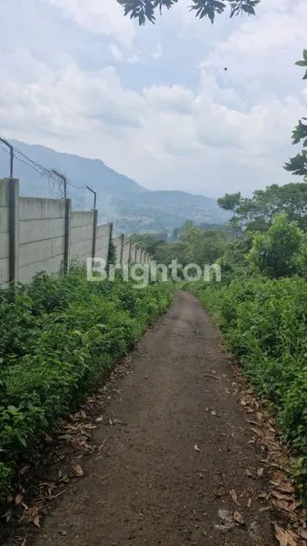 image INVESTASI MASA DEPAN: KEBUN DURIAN & ALPUKAT DI NANGGUNG (1)