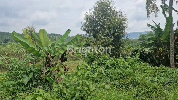 image INVESTASI MASA DEPAN: KEBUN DURIAN & ALPUKAT DI NANGGUNG (4)