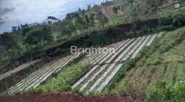 image TANAH SAWAH BANJARAN SIAP DIOLAH SUBUR DEKAT PASAR ARJASARI (2)