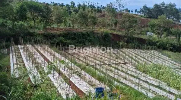 image TANAH SAWAH BANJARAN SIAP DIOLAH SUBUR DEKAT PASAR ARJASARI (4)