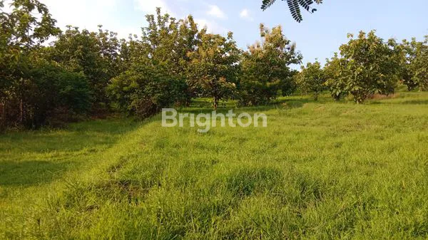 image TANAH STRATEGIS , INVESTASI  MASA DEPAN DI SITUBONDO  JATIM.  (3)