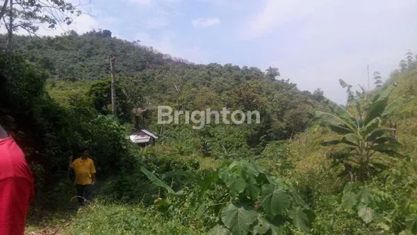 image LAHAN STRATEGIS 50HA DI AEK NATAS, HARGA MENARIK! (7)