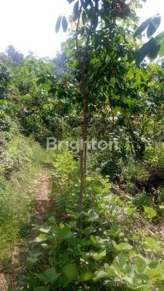 image LAHAN STRATEGIS 50HA DI AEK NATAS, HARGA MENARIK! (6)