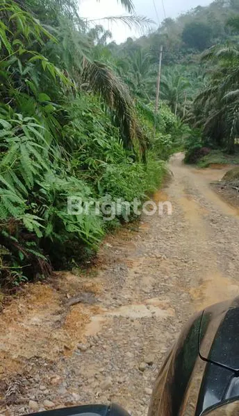 image LAHAN STRATEGIS 50HA DI AEK NATAS, HARGA MENARIK! (4)