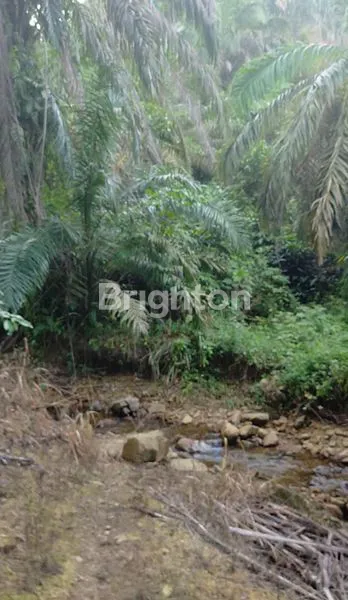 image LAHAN STRATEGIS 50HA DI AEK NATAS, HARGA MENARIK! (2)