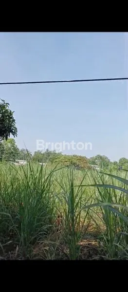 image TANAH COCOK UNTUK PETERNAKAN ATAU PERKEBUNAN DAERAH TRAWAS MOJOKERTO (1)