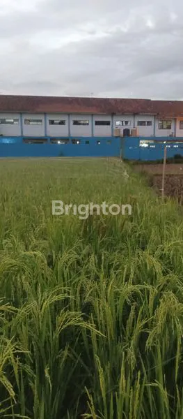 image TANAH MURAH MERIAH DEKAT IPB DRAMAGA BOGOR (4)