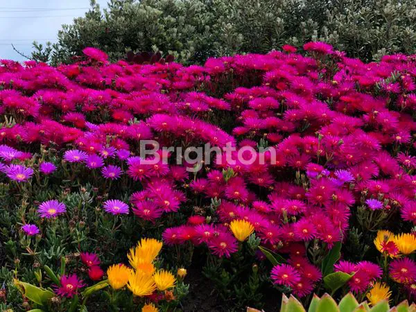 image TES INPUT PROPERTY IOS JOSH (1)