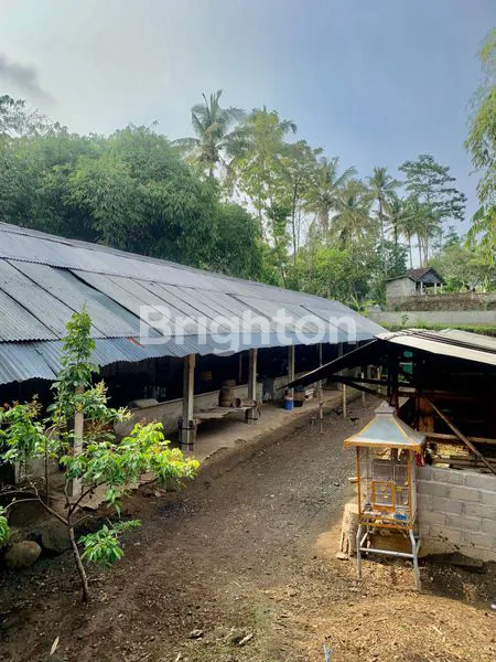 image TANAH DAN KANDANG YANG LUAS DAERAH AMPEL BOYOLALI (5)