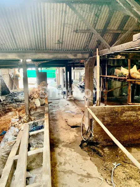 image TANAH DAN KANDANG YANG LUAS DAERAH AMPEL BOYOLALI (3)