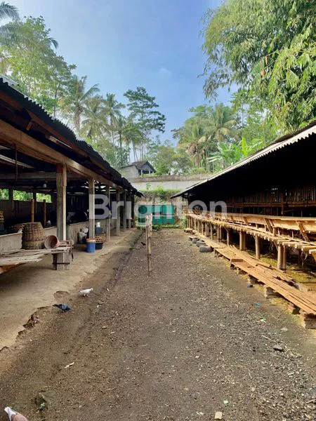 image TANAH DAN KANDANG YANG LUAS DAERAH AMPEL BOYOLALI (7)