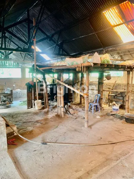 image TANAH DAN KANDANG YANG LUAS DAERAH AMPEL BOYOLALI (2)