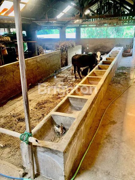 image TANAH DAN KANDANG YANG LUAS DAERAH AMPEL BOYOLALI (4)