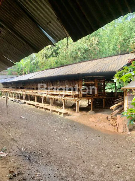image TANAH DAN KANDANG YANG LUAS DAERAH AMPEL BOYOLALI (6)