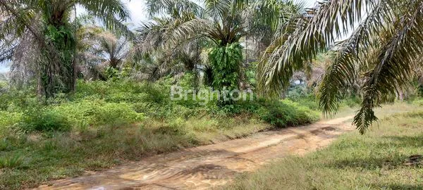 image TANAH STRATEGIS EX KEBUN SAWIT (2)