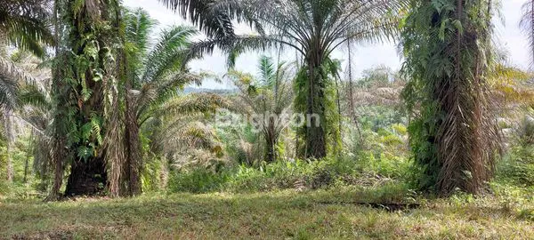 image TANAH STRATEGIS EX KEBUN SAWIT (1)