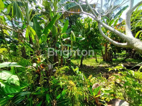 image TANAH STRATEGIS 14 ARE, DEKAT PANTAI ANTAP (8)