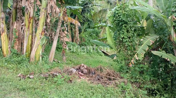 image PELUANG EMAS! LAHAN PROSPEKTIF DI JANTUNG KOTA TABANAN – INVESTASI CERDAS! (3)