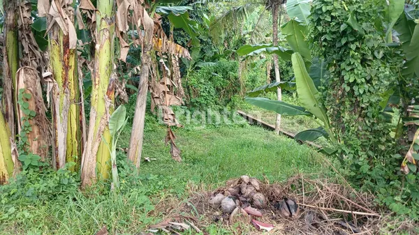 image PELUANG EMAS! LAHAN PROSPEKTIF DI JANTUNG KOTA TABANAN – INVESTASI CERDAS! (4)