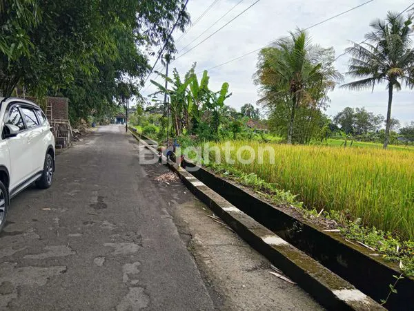 image SAWAH ZONA KUNING DI PAKEM (7)