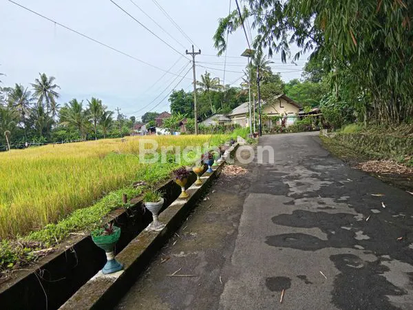image SAWAH ZONA KUNING DI PAKEM (5)