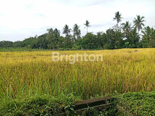 image SAWAH ZONA KUNING DI PAKEM (3)